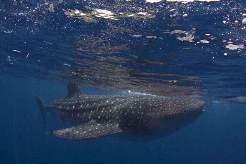 Cebu: Oslob Whale Shark Swimming and Tumalog Falls Tour - Practical Details and Value