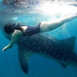 Cebu Oslob: Whale Shark Watching Experience - Why This Tour Offers Good Value