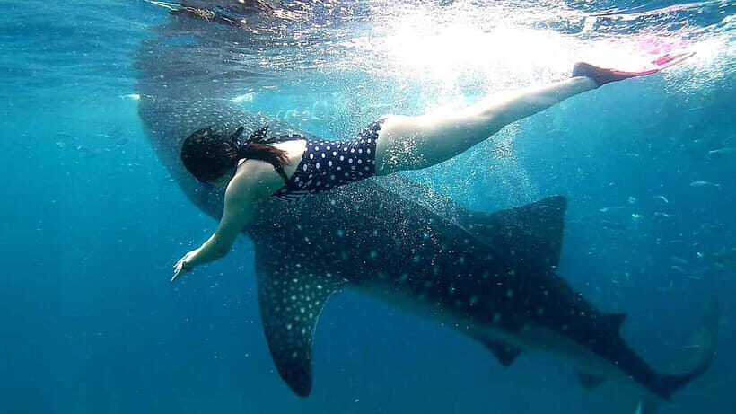 Cebu Oslob: Whale Shark Watching Experience - Why This Tour Offers Good Value