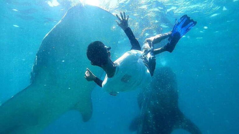 Cebu: Oslob Whale Shark Watching Tour with Hotel Transfer - What to Expect from the Tour
