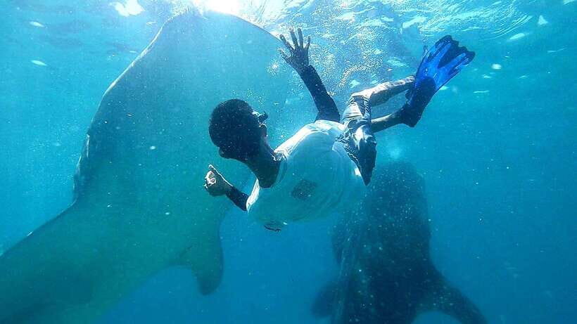 Cebu: Oslob Whale Shark Watching Tour with Hotel Transfer - What to Expect from the Tour