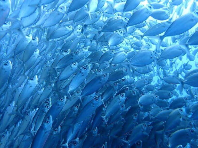 Cebu: Oslob Whale Sharks, Moalboal Sardine Run & Turtles - Good To Know