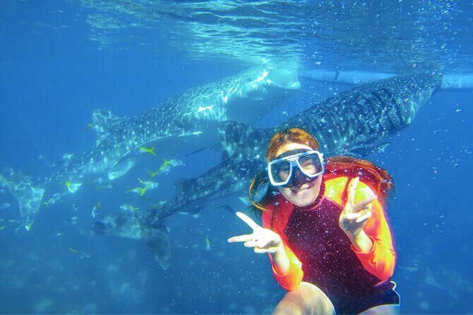 Cebu: Oslob Whale Sharks, Tumalog Falls and Sardines Snorkeling - The Practical Side: What You Need to Know