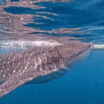 Cebu: Oslob Whaleshark & Canyoneering Group Tour with Lunch - The Experience: A Deep Dive