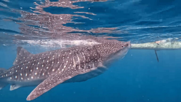 Cebu: Oslob Whaleshark & Canyoneering Group Tour with Lunch - The Experience: A Deep Dive