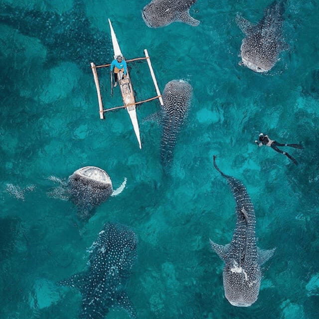 Cebu: Oslob Whaleshark Experience Shared Tour - Pricing and Value Analysis