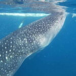 Cebu: Oslob Whaleshark & Sardines Run Snorkeling Day Tour - The Experience: What Works Well
