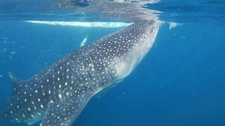 Cebu: Oslob Whaleshark & Sardines Run Snorkeling Day Tour - The Experience: What Works Well