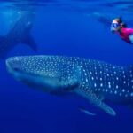 Cebu Oslob Whaleshark, Tumalog Falls&Sumilon Island(Private) - Detailed Itinerary Breakdown