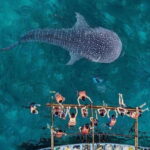 Cebu; Oslob Whaleshark Watching Day Tour - Authentic Visitor Feedback