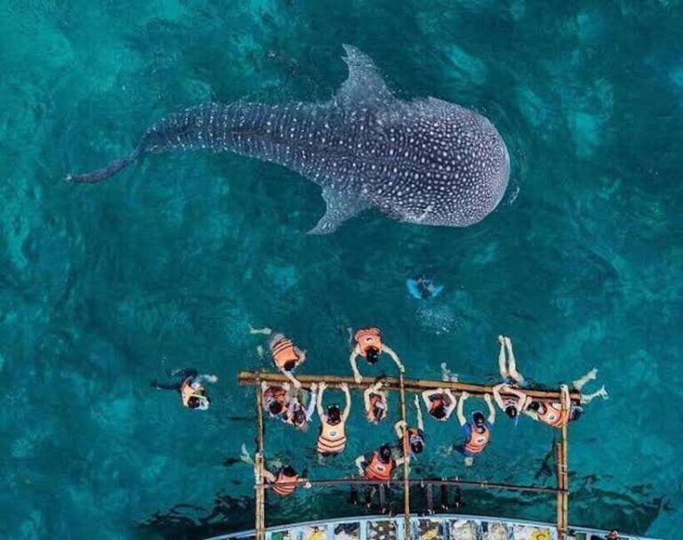 Cebu; Oslob Whaleshark Watching Day Tour - Authentic Visitor Feedback