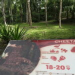 Cebu Safari: Experience Wildlife Up Close - Exploring the Safari Tram Ride