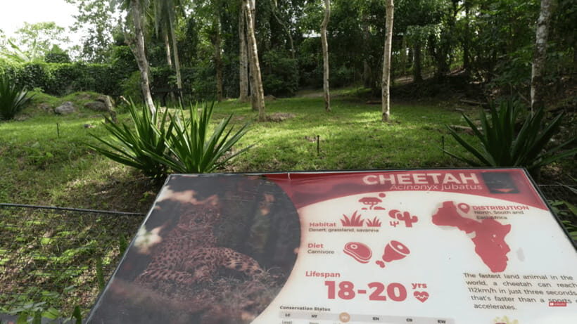 Cebu Safari: Experience Wildlife Up Close - Exploring the Safari Tram Ride