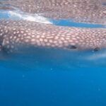 Cebu Splash Adventure: Swim with Sharks & Canyoneering + Lunch - The Sum Up