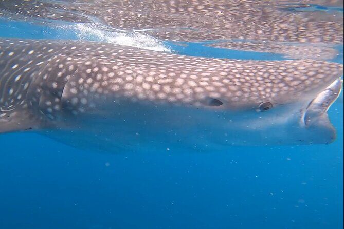 Cebu Splash Adventure: Swim with Sharks & Canyoneering + Lunch - Detailed Breakdown of the Itinerary