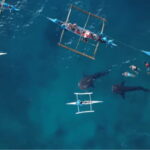 Cebu Ultimate Adventure: Oslob, Inambakan Falls & Moalboal - What’s Included and What’s Not