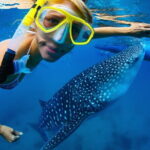 Cebu Ultimate Oslob Whale Shark and Moalboal Turtles Joiner Tour - What the Price Gets You (and What It Doesn’t)