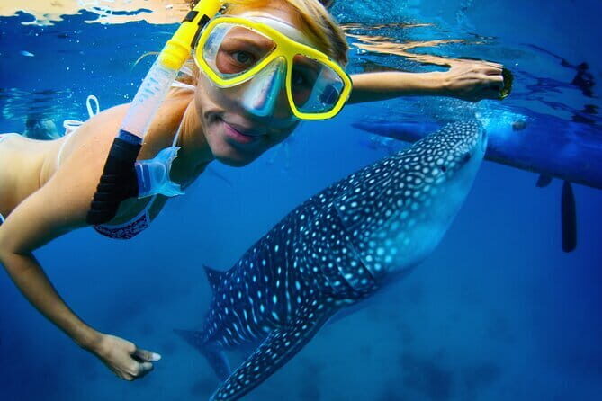 Cebu Ultimate Oslob Whale Shark and Moalboal Turtles Joiner Tour - What the Price Gets You (and What It Doesn’t)