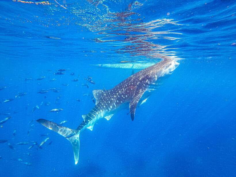 Cebu: Whale Shark Snorkeling & Kawasan Canyoning Tour - What’s Included and What’s Not