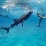 Cebu: Whale Shark Swim and Kawasan Canyoneering Group Tour - The Whale Shark Encounter: A Once-in-a-Lifetime Moment