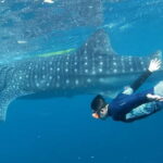 Cebu: Whale Shark Swim and Kawasan Canyoneering Tour - Transition to Canyoneering
