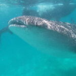 Cebu: Whale Shark Swim, Kawasan Falls & Sardine Run - Whale Shark Encounter in Oslob