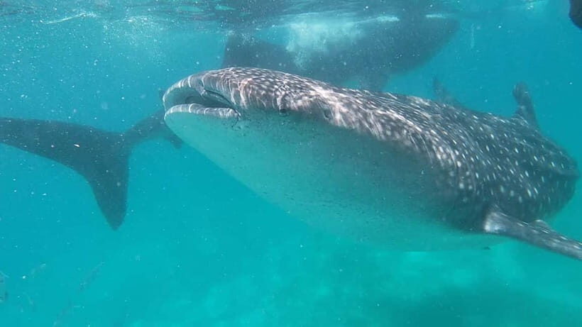 Cebu: Whale Shark Swim, Kawasan Falls & Sardine Run - Whale Shark Encounter in Oslob