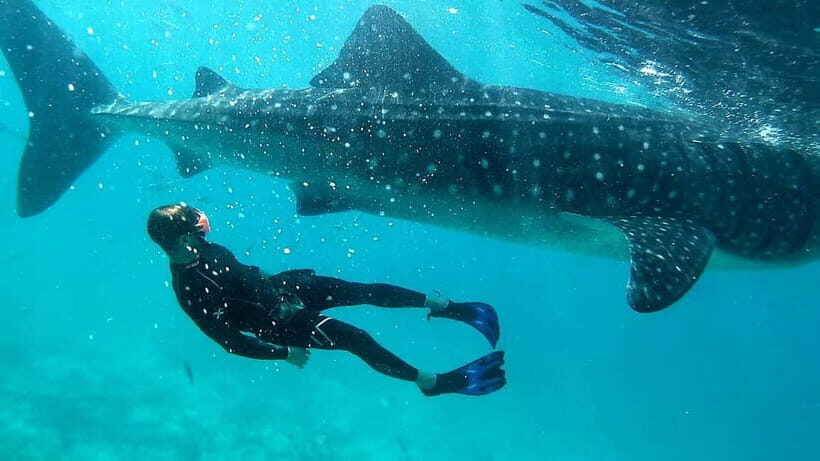 Cebu: Whale Shark Swimming & Inambakan Falls Adventure - The Value at $116