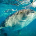 Cebu Whale Shark Swimming & Kawasan Canyoneering Group Tour - How Does the Experience Feel?