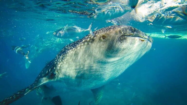 Cebu Whale Shark Swimming & Kawasan Canyoneering Group Tour - How Does the Experience Feel?