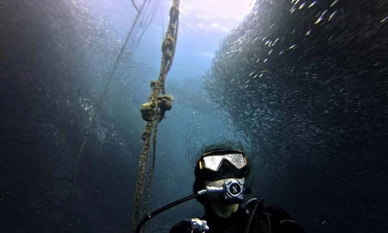 Cebu: Whale Shark, Tumalog, and Moalboal Tour - Analyzing the Value
