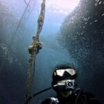 Cebu: Whale Shark, Tumalog, Sumilon, and Moalboal Tour - The Value of This Tour