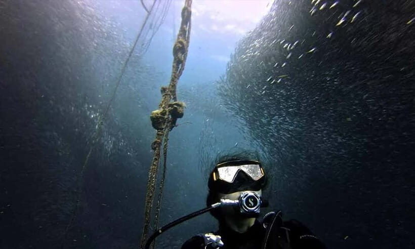 Cebu: Whale Shark, Tumalog, Sumilon, and Moalboal Tour - The Value of This Tour