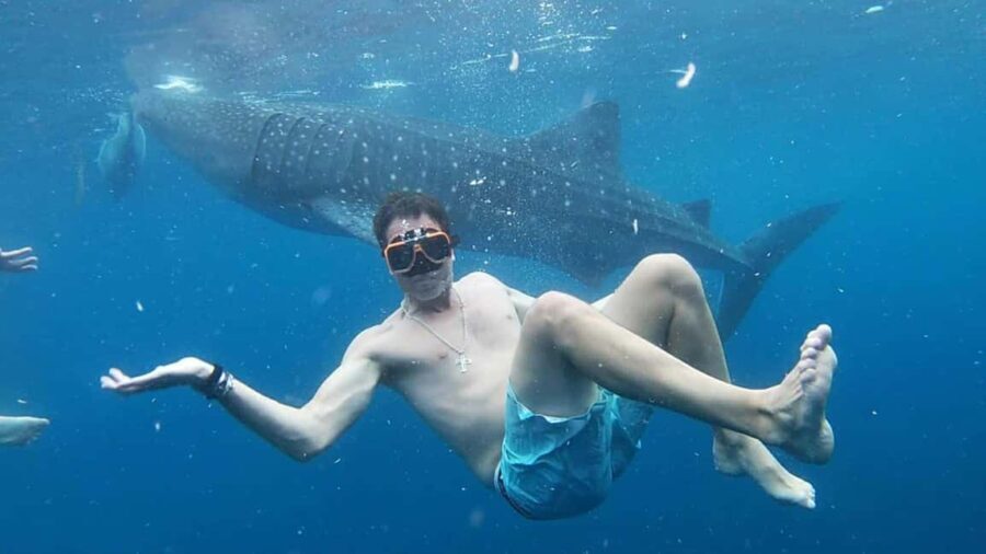 Cebu: Whale Shark Watching & Heritage Tour with Dive Option - What to Expect and Practical Tips