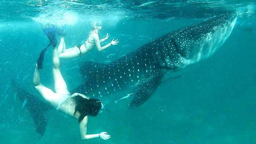 Cebu: Whale Sharks, Ka-Treasure Water Terraces & Simala Tour - Who is This Tour Best Suited For?