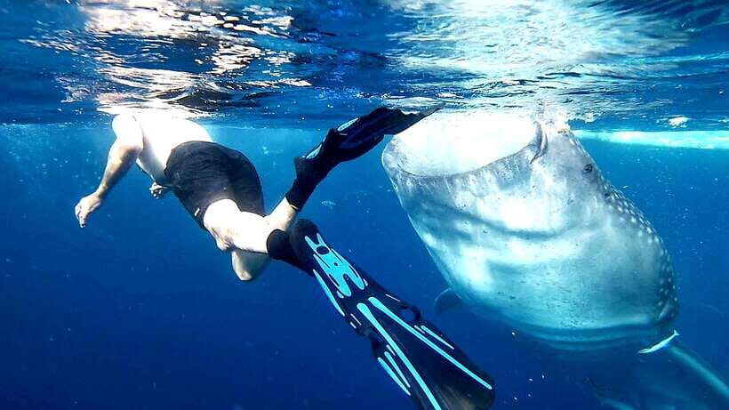 Cebu: Whale Sharks, Ka-Treasure Water Terraces & Simala Tour - The Experience from Real Travelers