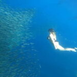 Cebu: Whale Sharks, Kawasan Falls, & Sardines Run Snorkeling - What’s Included and What’s Not