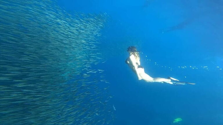 Cebu: Whale Sharks, Kawasan Falls, & Sardines Run Snorkeling - What’s Included and What’s Not