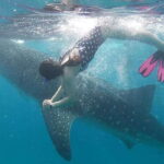 Cebu: Whaleshark Encounter, Tumalog Falls & Sumilon Sandbar - Why This Tour Offers Great Value