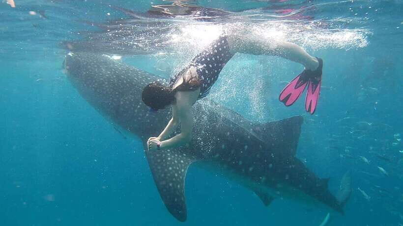 Cebu: Whaleshark Encounter, Tumalog Falls & Sumilon Sandbar - Why This Tour Offers Great Value