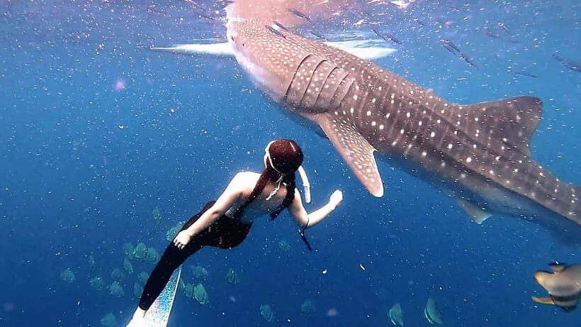 Cebu: Whaleshark Swimming & Kawasan falls Canyoneering Tour - What’s Included & What’s Not
