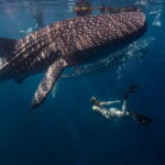 Cebu Whaleshark Watching w/ Sumilon Island Hopping - The Sum Up: Who Will Love This Tour?