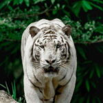 Cebu:Cebu Safari Adventure Park Day Trip - Breakdown of the Itinerary