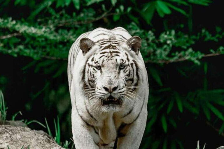 Cebu:Cebu Safari Adventure Park Day Trip - Breakdown of the Itinerary