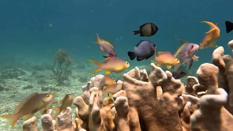 Cebu:Oslob Whale Sharks, Tumalog Falls & Moalboal Snorkeling - What the Tour Includes and What to Bring