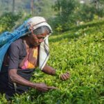 Central Highlands Peak Point from Kandy - A Closer Look at the Itinerary