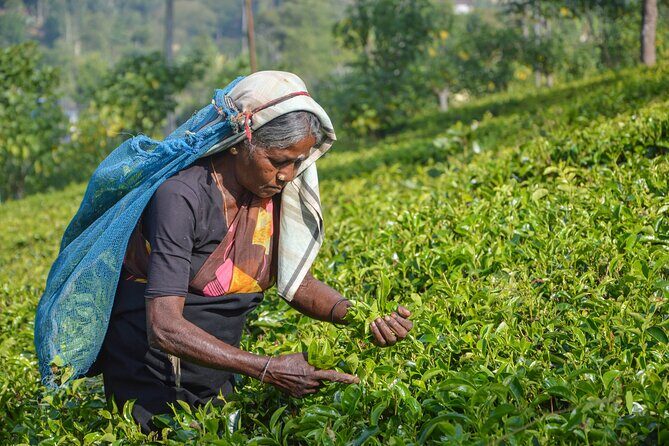 Central Highlands Peak Point from Kandy - A Closer Look at the Itinerary