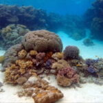 Certified and Beginner Scuba Diving from Pattaya - Why This Tour Offers Great Value