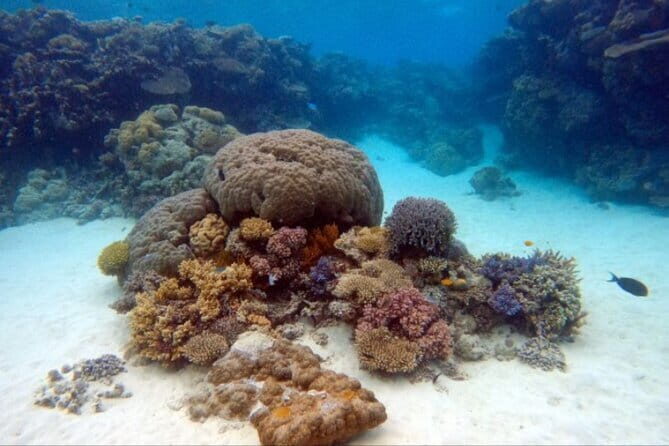 Certified and Beginner Scuba Diving from Pattaya - Why This Tour Offers Great Value