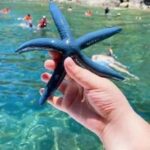 Cham Island: Experience Snorkeling and Lunch In A Day Tour - Exploring Cu Lao Cham: History and Local Life